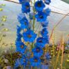 Delphinium Elatum